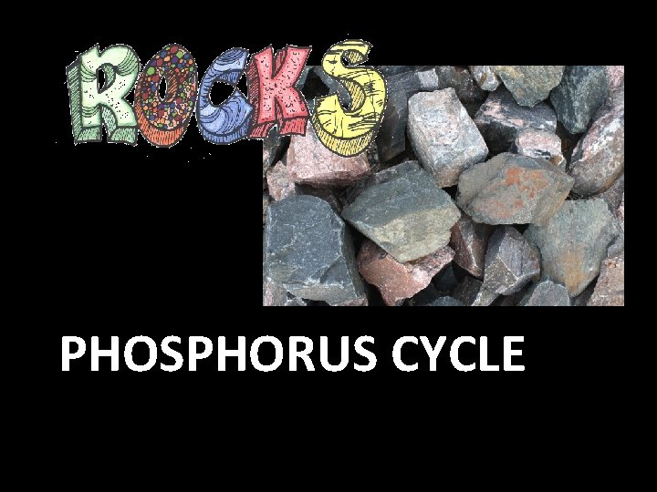 PHOSPHORUS CYCLE PHOSPHORUS CYCLE