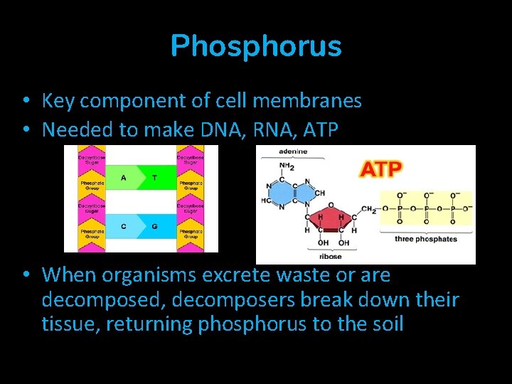 Phosphorus • Key component of cell membranes • Needed to make DNA, RNA, ATP Phosphorus • Key component of cell membranes • Needed to make DNA, RNA, ATP