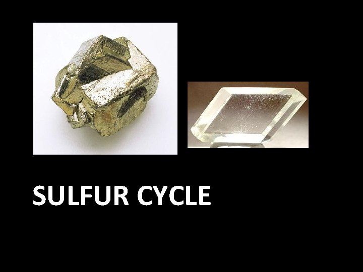 SULFUR CYCLE SULFUR CYCLE