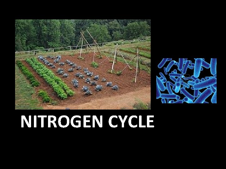 NITROGEN CYCLE NITROGEN CYCLE