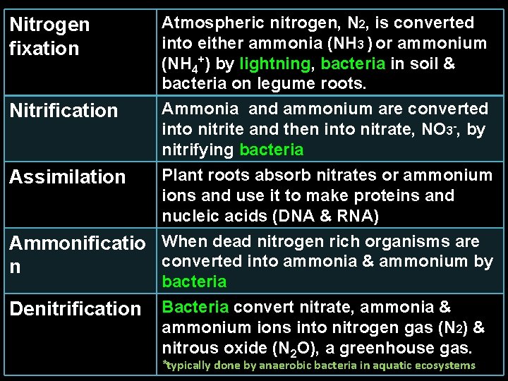 Nitrogen fixation Atmospheric nitrogen, N 2, is converted into either ammonia (NH 3 ) Nitrogen fixation Atmospheric nitrogen, N 2, is converted into either ammonia (NH 3 )
