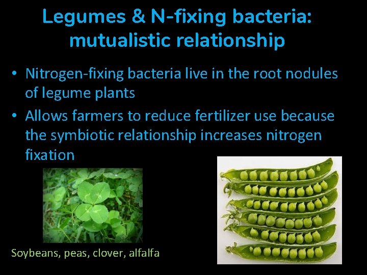 Legumes & N-fixing bacteria: mutualistic relationship • Nitrogen-fixing bacteria live in the root nodules Legumes & N-fixing bacteria: mutualistic relationship • Nitrogen-fixing bacteria live in the root nodules