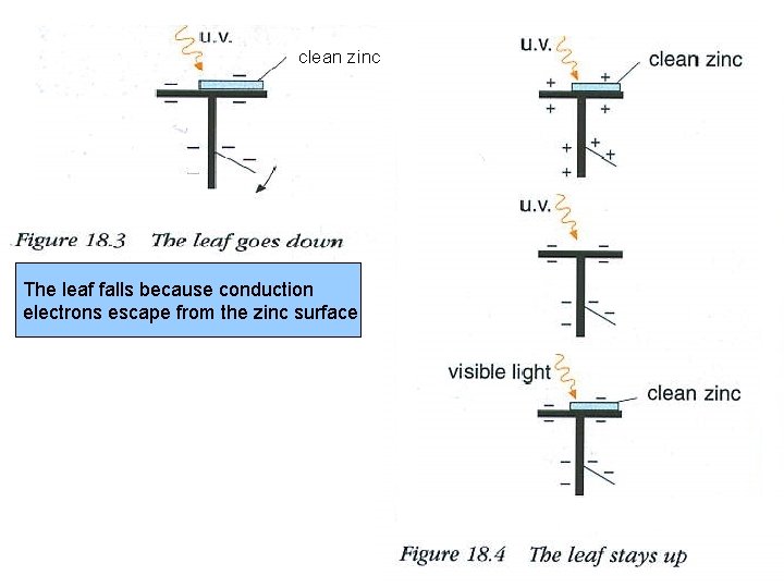 clean zinc The leaf falls because conduction electrons escape from the zinc surface 