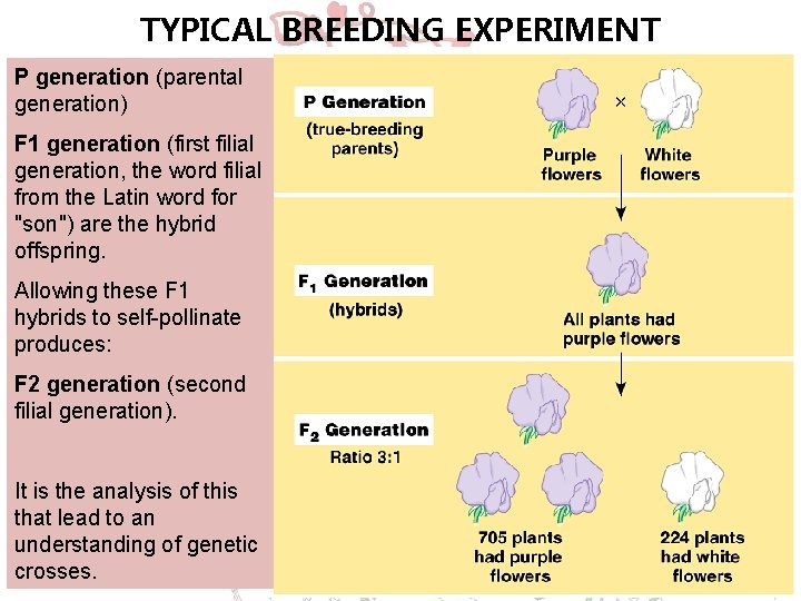 TYPICAL BREEDING EXPERIMENT P generation (parental generation) F 1 generation (first filial generation, the