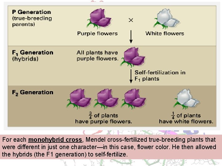 For each monohybrid cross, Mendel cross-fertilized true-breeding plants that were different in just one