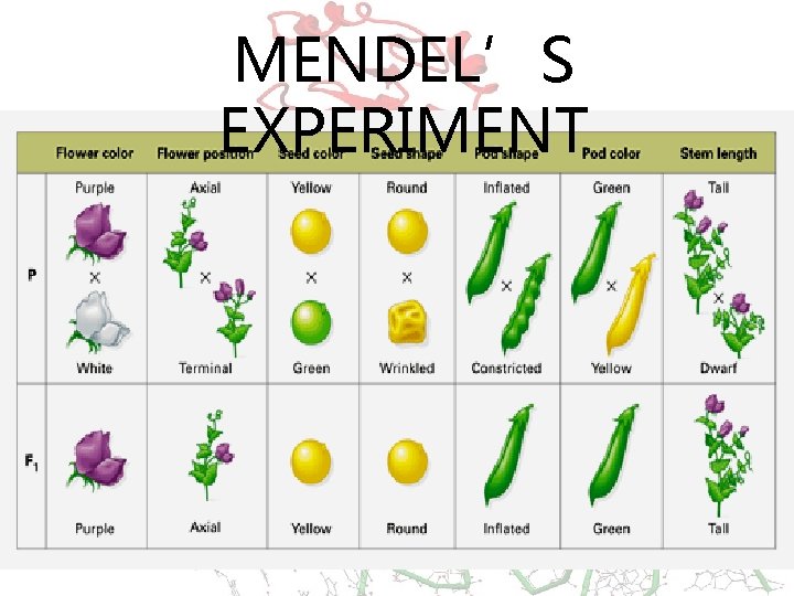 MENDEL’S EXPERIMENT 