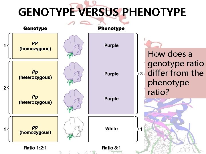 GENOTYPE VERSUS PHENOTYPE How does a genotype ratio differ from the phenotype ratio? 