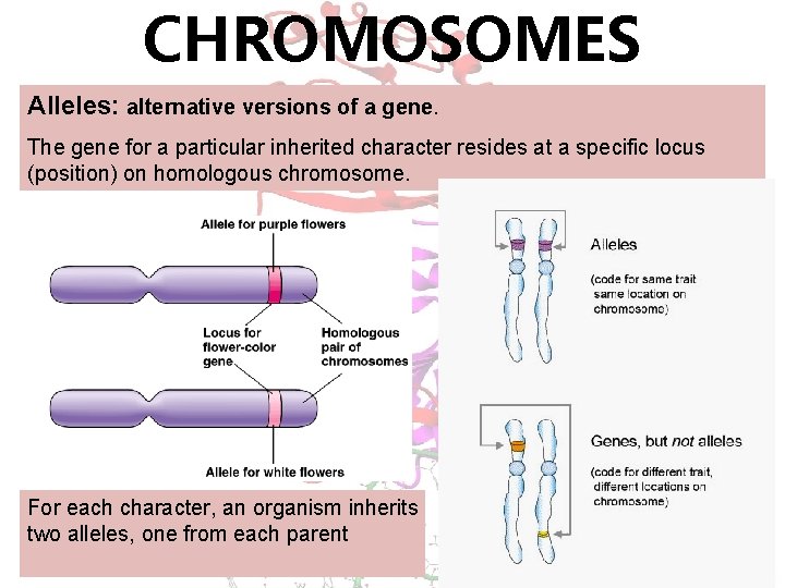 CHROMOSOMES Alleles: alternative versions of a gene. The gene for a particular inherited character
