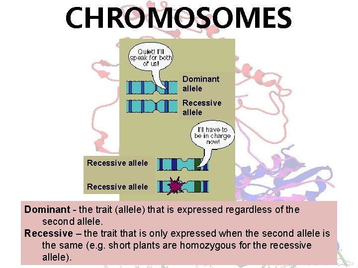 CHROMOSOMES Dominant allele Recessive allele Dominant - the trait (allele) that is expressed regardless