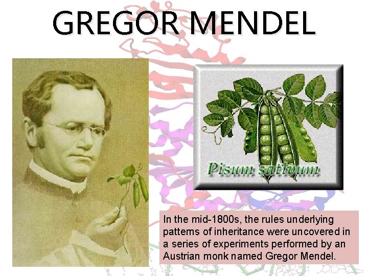 GREGOR MENDEL In the mid-1800 s, the rules underlying patterns of inheritance were uncovered