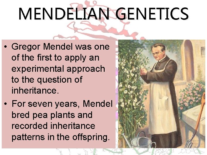 MENDELIAN GENETICS • Gregor Mendel was one of the first to apply an experimental