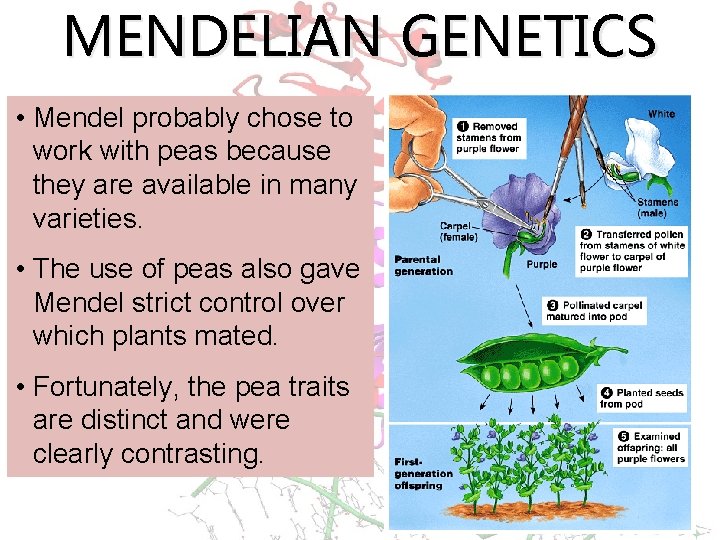 MENDELIAN GENETICS • Mendel probably chose to work with peas because they are available