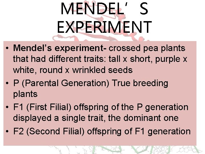 MENDEL’S EXPERIMENT • Mendel’s experiment- crossed pea plants that had different traits: tall x