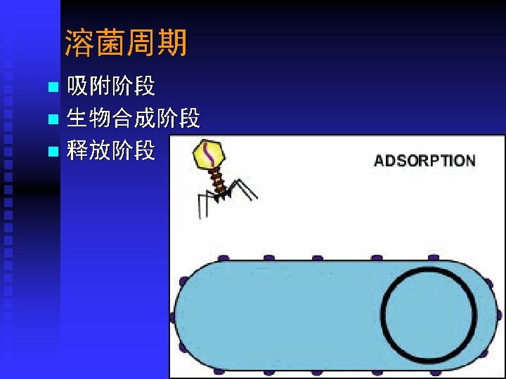 溶菌周期 吸附阶段 n 生物合成阶段 n 释放阶段 n Department of Microbiology, Harbin Medical University 