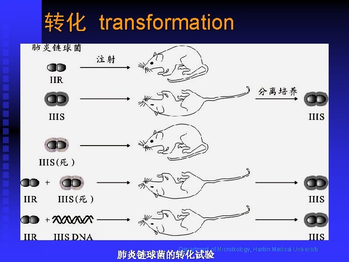 转化 transformation Department of Microbiology, Harbin Medical University 肺炎链球菌的转化试验 
