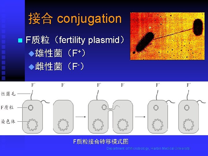 接合 conjugation n F质粒（fertility plasmid） u雄性菌（F+） u雌性菌（F-） F质粒接合转移模式图 Department of Microbiology, Harbin Medical University