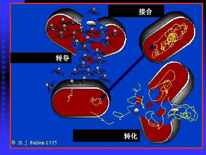 接合 转导 转化 Department of Microbiology, Harbin Medical University 