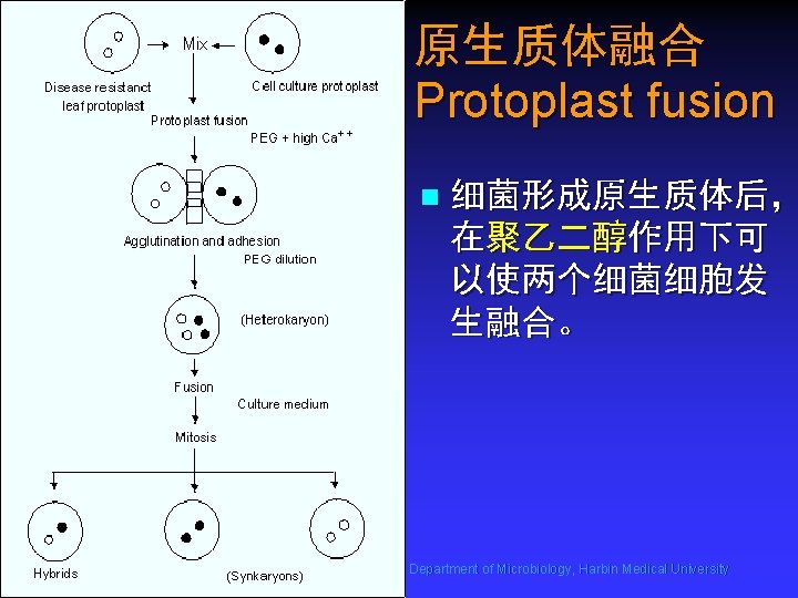 原生质体融合 Protoplast fusion n 细菌形成原生质体后， 在聚乙二醇作用下可 以使两个细菌细胞发 生融合。 Department of Microbiology, Harbin Medical University