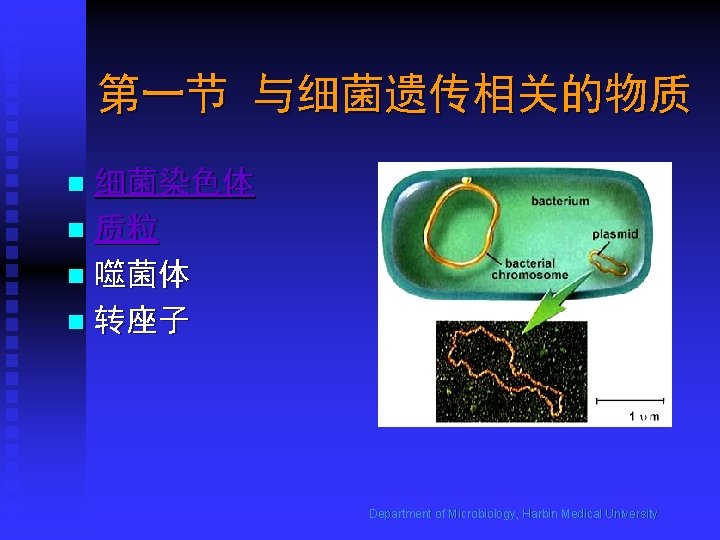 第一节 与细菌遗传相关的物质 细菌染色体 n 质粒 n 噬菌体 n 转座子 n Department of Microbiology, Harbin