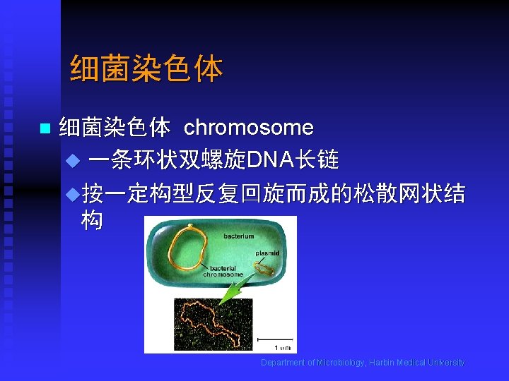 细菌染色体 n 细菌染色体 chromosome u 一条环状双螺旋DNA长链 u按一定构型反复回旋而成的松散网状结 构 Department of Microbiology, Harbin Medical University