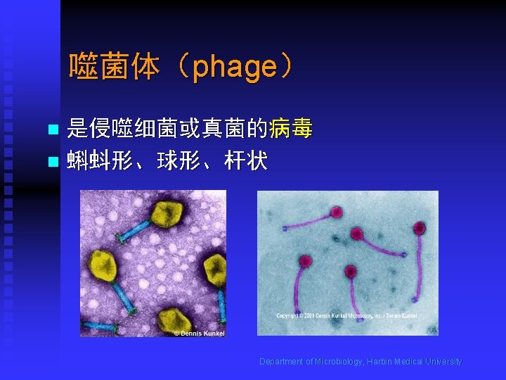 噬菌体（phage） 是侵噬细菌或真菌的病毒 n 蝌蚪形、球形、杆状 n Department of Microbiology, Harbin Medical University 