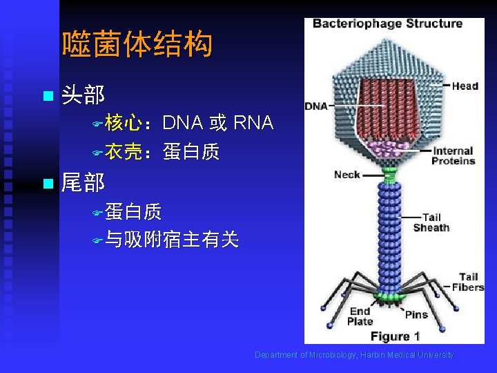 噬菌体结构 n 头部 F核心：DNA 或 RNA F衣壳：蛋白质 n 尾部 F蛋白质 F与吸附宿主有关 Department of Microbiology,