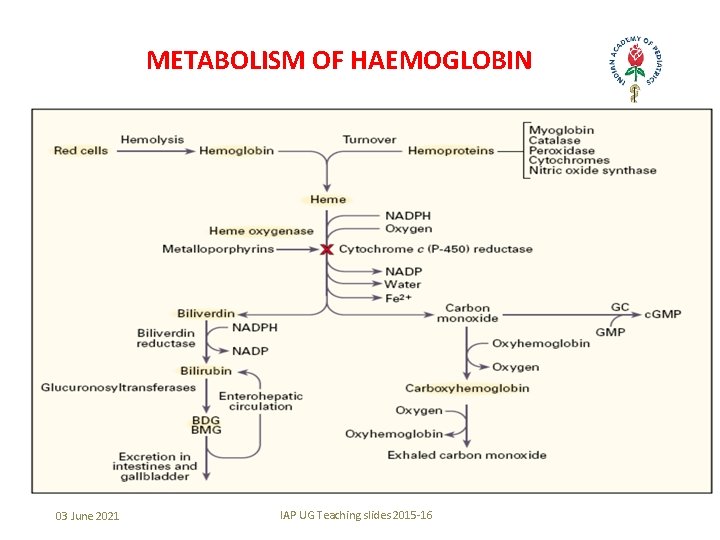 METABOLISM OF HAEMOGLOBIN 03 June 2021 IAP UG Teaching slides 2015 -16 