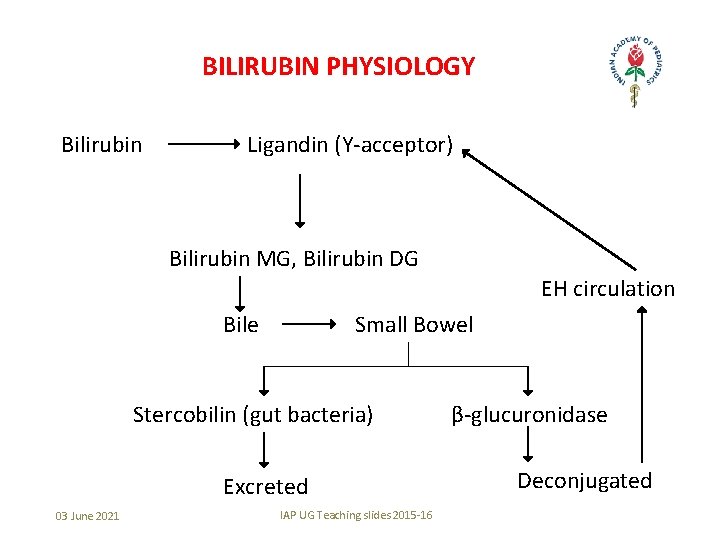BILIRUBIN PHYSIOLOGY Bilirubin Ligandin (Y-acceptor) Bilirubin MG, Bilirubin DG EH circulation Bile Small Bowel
