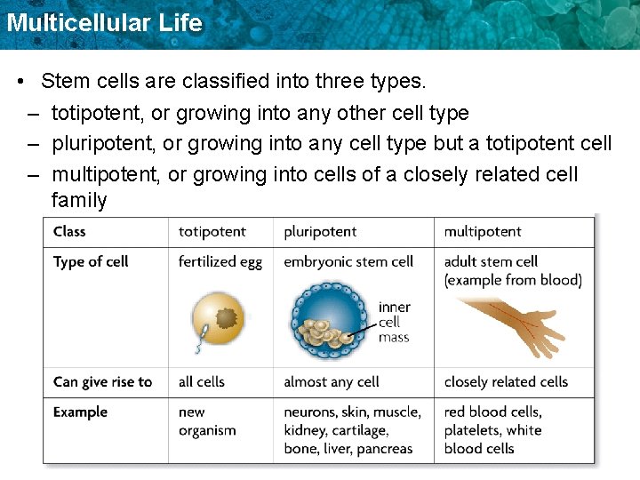 Multicellular Life • Stem cells are classified into three types. – totipotent, or growing