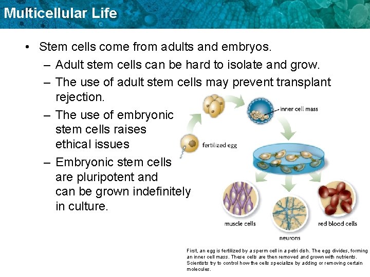 Multicellular Life • Stem cells come from adults and embryos. – Adult stem cells