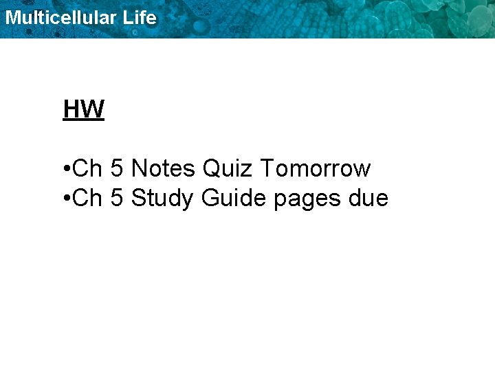 Multicellular Life HW • Ch 5 Notes Quiz Tomorrow • Ch 5 Study Guide