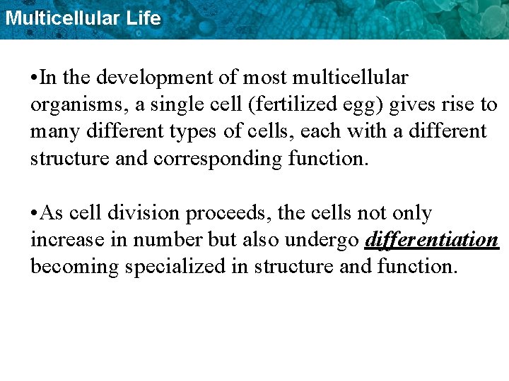 Multicellular Life • In the development of most multicellular organisms, a single cell (fertilized