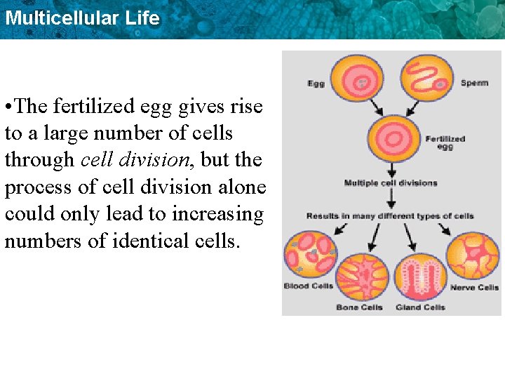 Multicellular Life • The fertilized egg gives rise to a large number of cells