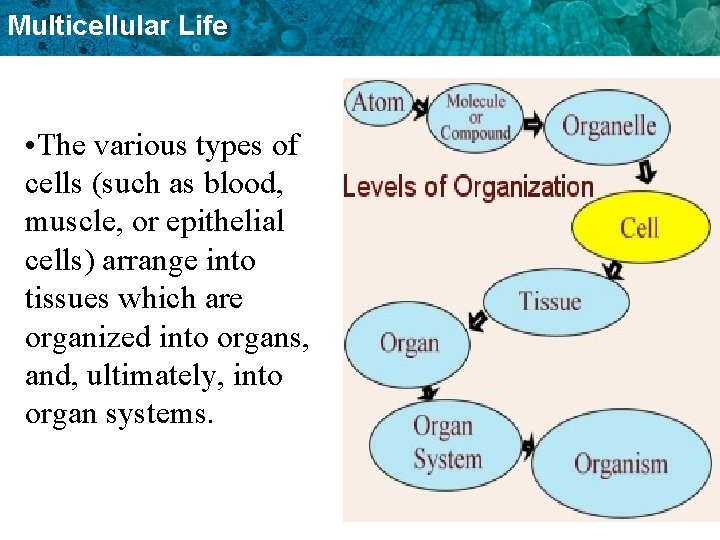 Multicellular Life • The various types of cells (such as blood, muscle, or epithelial