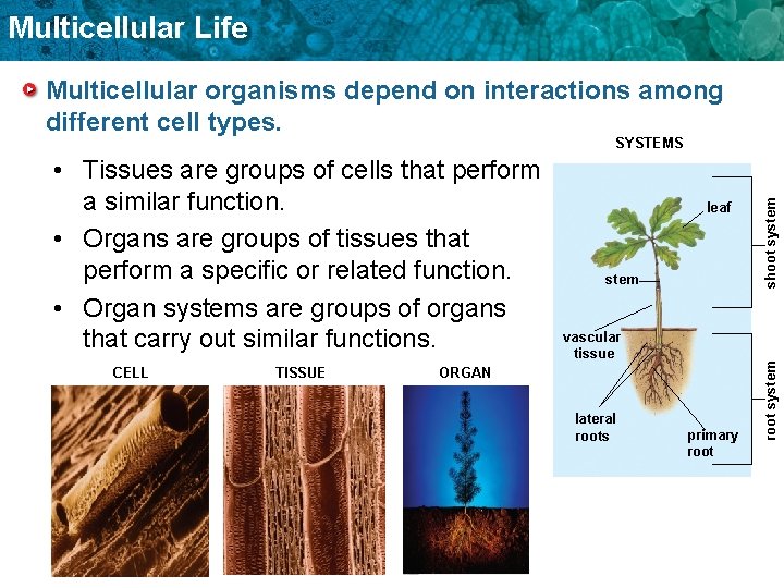Multicellular Life Multicellular organisms depend on interactions among different cell types. CELL TISSUE leaf