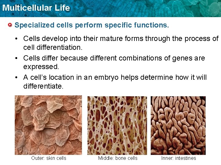 Multicellular Life Specialized cells perform specific functions. • Cells develop into their mature forms