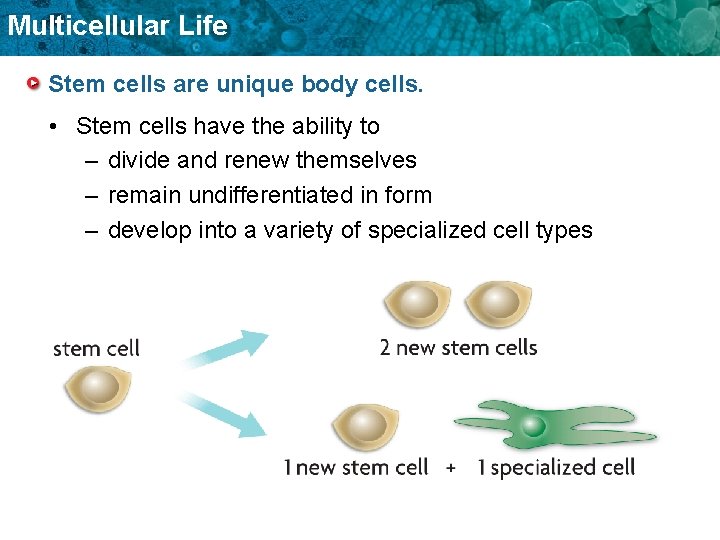 Multicellular Life Stem cells are unique body cells. • Stem cells have the ability