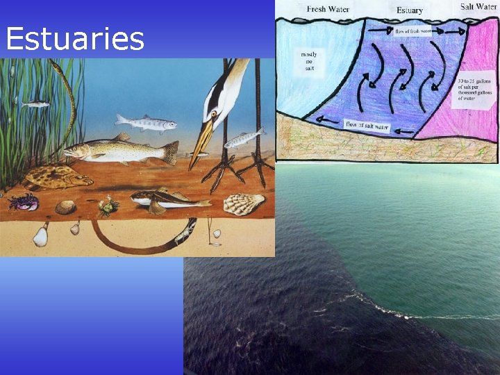 Estuaries 