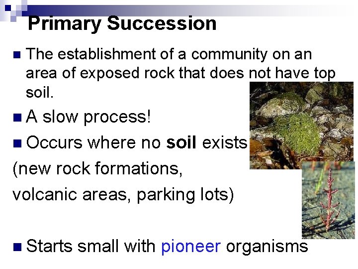 Primary Succession n The establishment of a community on an area of exposed rock