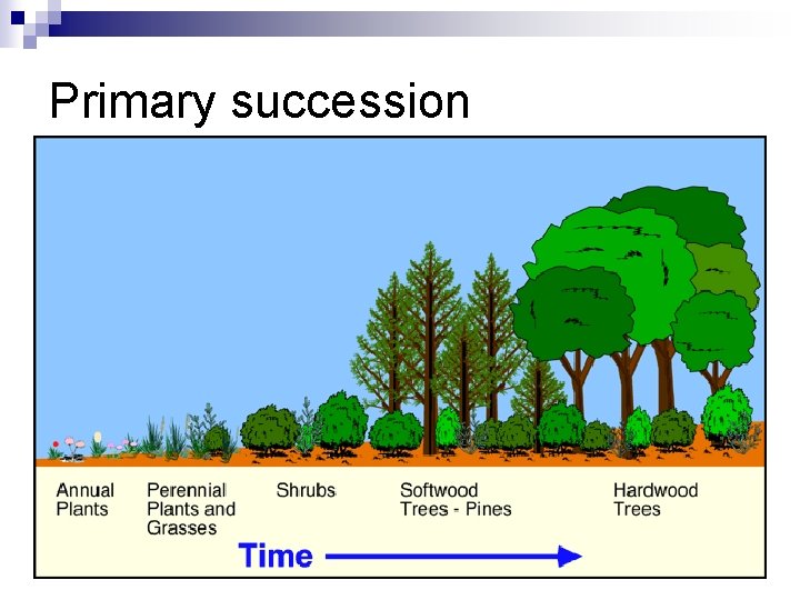Primary succession 