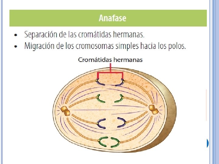 CICLO CELULAR Y MITOSIS Objetivo de la clase