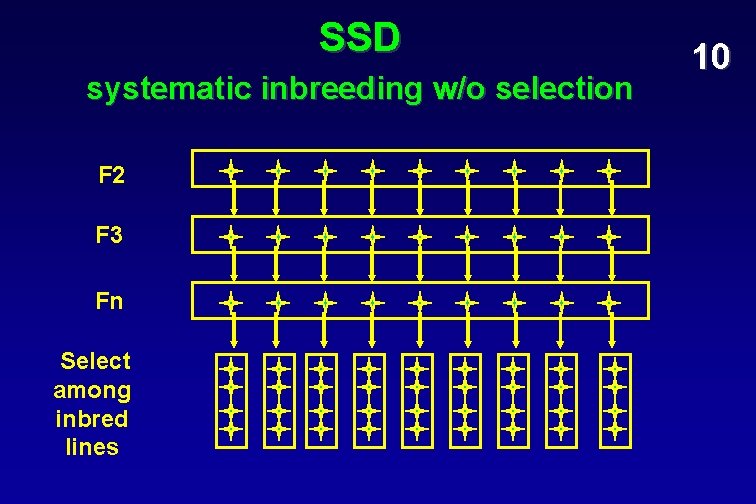 SSD systematic inbreeding w/o selection F 2 F 3 Fn Select among inbred lines