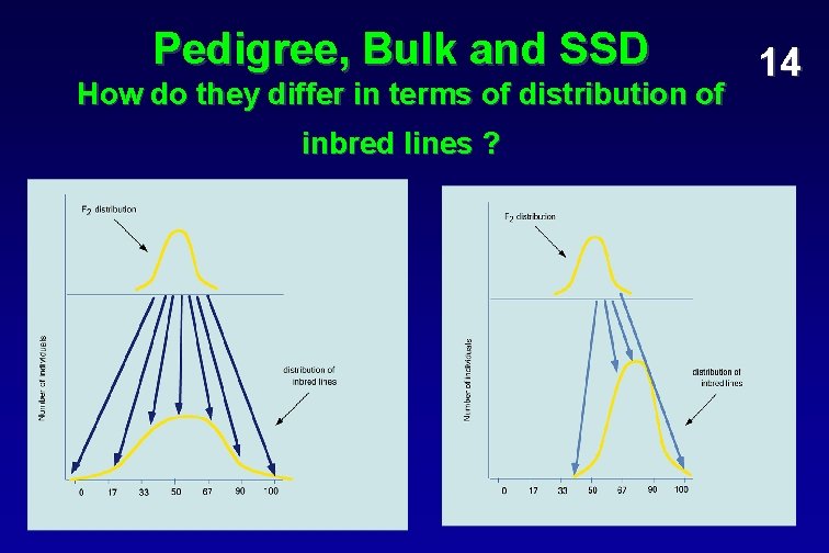 Pedigree, Bulk and SSD How do they differ in terms of distribution of inbred