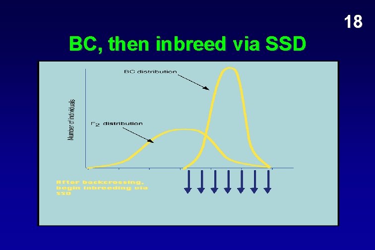 18 BC, then inbreed via SSD 