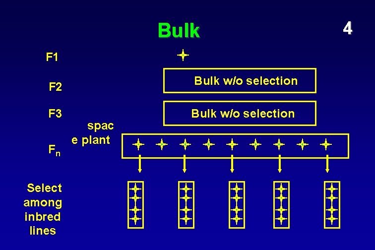 Bulk F 1 F 2 Bulk w/o selection F 3 Bulk w/o selection Fn