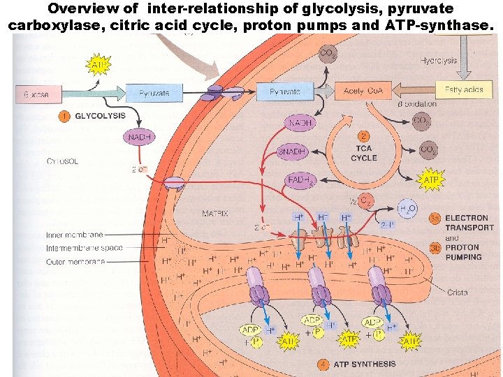 Overview of inter-relationship of glycolysis, pyruvate carboxylase, citric acid cycle, proton pumps and ATP-synthase.