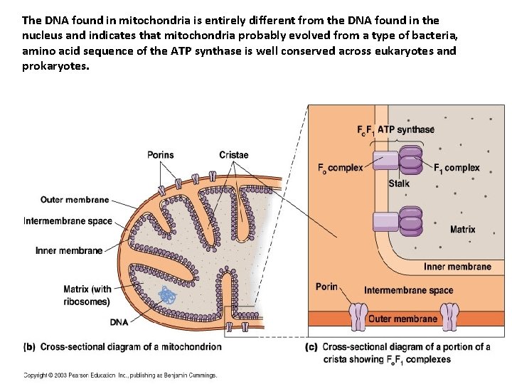 The DNA found in mitochondria is entirely different from the DNA found in the