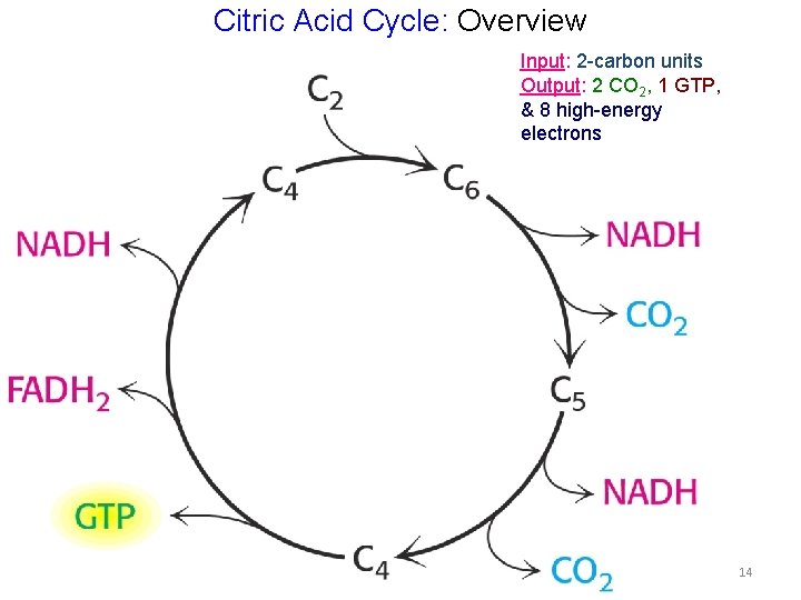 Citric Acid Cycle: Overview Input: 2 -carbon units Output: 2 CO 2, 1 GTP,