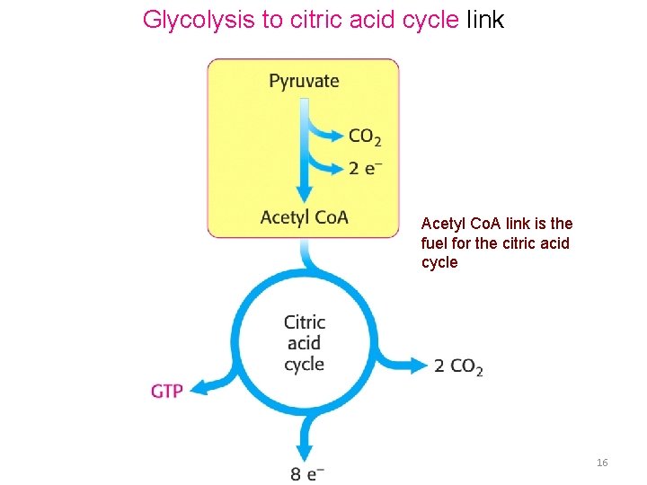 Glycolysis to citric acid cycle link Acetyl Co. A link is the fuel for