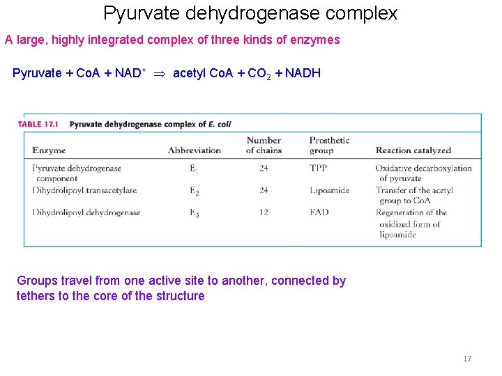 Pyurvate dehydrogenase complex A large, highly integrated complex of three kinds of enzymes Pyruvate